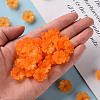 Transparent Frosted Acrylic Bead Caps MACR-S371-04A-725-5
