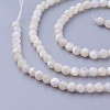 Shell Beads Strands G-F619-27-3mm-3