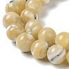 Natural Trochus Shell Beads Strands BSHE-P033-03B-3
