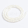 Natural Trochid Shell/Trochus Shell Beads Strands X-SSHEL-L016-13A-3