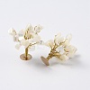 Natural White Shell Mother of Pearl Shell Chips Display Decorations G-Z016-13A-2