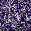 Baking Paint Glass Seed Beads X-SEED-S042-05B-54-3