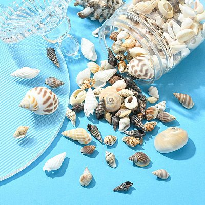 12 Styles Natural Mixed Shell Beads SSHEL-YW0001-05-1