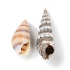Natural Conch Shell BSHE-Z003-43-3