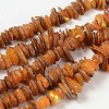 Natural Shell Beads Strands PBB226Y-1-1