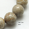 Natural Fossil Coral Beads Strands G-G212-8mm-31-2