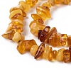 Natural Amber Chip Beads Strands X-G-E271-81-2