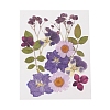Pressed Dried Flowers DIY-YWC0001-102-2