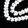 Freshwater Shell Beads Strands SHEL-T009-A18-2