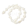 Natural Trochid Shell/Trochus Shell Beads Strands SSHEL-R145-05-3