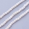 Shell Beads Strands G-F619-27-2mm-1