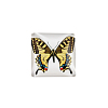 Butterfly Printed Glass Square Cabochons X-GGLA-N001-15mm-C28-1