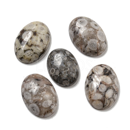 Natural Maifanite Cabochons G-C115-01A-30-1