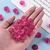 Transparent Frosted Acrylic Bead Caps MACR-S371-04A-706-5