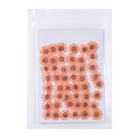 Centaurea Iberica Embossing Dried Flower DIY-K032-65C-1