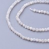 Shell Beads Strands G-F619-27-2mm-3