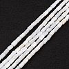 Natural Freshwater Shell Dyed Beads Strands X-SHEL-M018-12-12-1