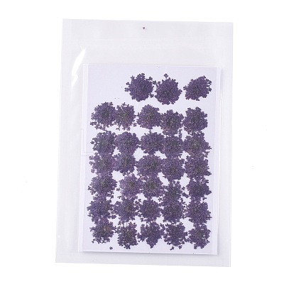 Pressed Dried Flowers DIY-K032-58D-1