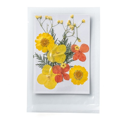 Pressed Dried Flowers DIY-F076-01B-1