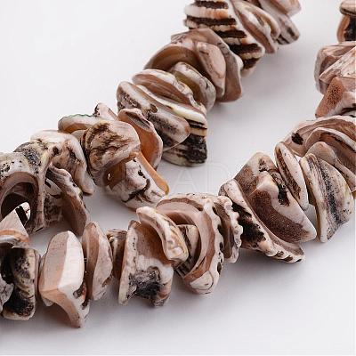 Natural Shell Bead Strands BSHE-P010-07-1