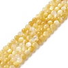 Natural Golden Yellow Shell Beads Strands SSHEL-G029-01A-1