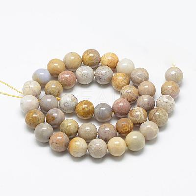 Natural Fossil Coral Beads Strands G-R446-8mm-28-1