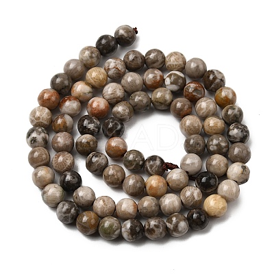 Natural Fossil Coral Beads Strands G-G212-6mm-31-1