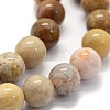 Natural Fossil Coral Beads Strands G-G763-12-12mm-6