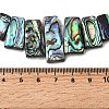 Natural Paua Shell Beads Strands BSHE-S305-01A-4