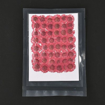 Centaurea Iberica Embossing Dried Flower DIY-K032-65K-1