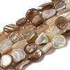 Natural Seashell Beads Strands SSHEL-H072-14-1