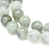 Natural Labradorite Beads Strands G-G828-01-10mm-3