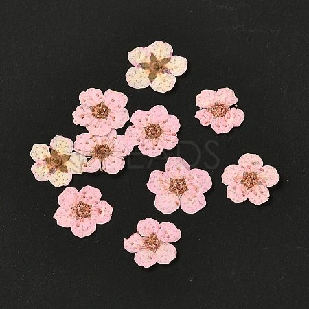 Narcissus Embossing Dried Flowers DIY-K032-60O-1