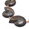 Natural Ammonite/Conch Fossil Graduated Beads Strands G-O179-K02-2