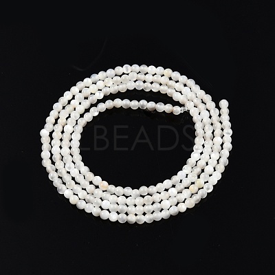 Natural White Shell Bead Strands SSHEL-N003-144A-01-1