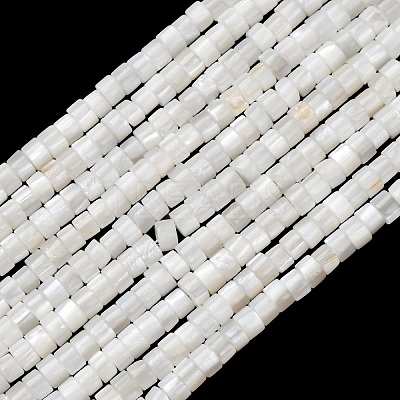 Natural Freshwater Shell Beads Strands SHEL-K006-72C-1
