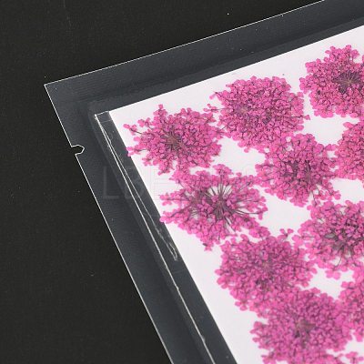 Pressed Dried Flowers DIY-K032-58G-1