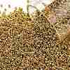 TOHO Round Seed Beads SEED-XTR15-0712-1