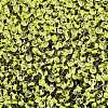 8/0 Inside Colours Transparent Glass Seed Beads SEED-T007-06C-2