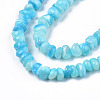 Natural Sea Shell Beads Strands SSHEL-S278-131D-3