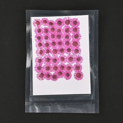 Centaurea Iberica Embossing Dried Flower DIY-K032-65E-1