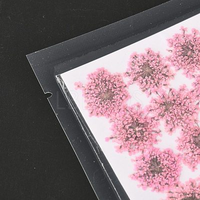 Pressed Dried Flowers DIY-K032-58B-1