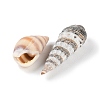 Natural Conch Shell BSHE-Z003-43-4